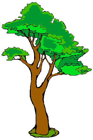 borovica_r.gif