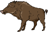 diviak2.gif