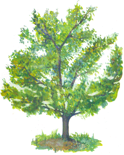 jablon2.gif